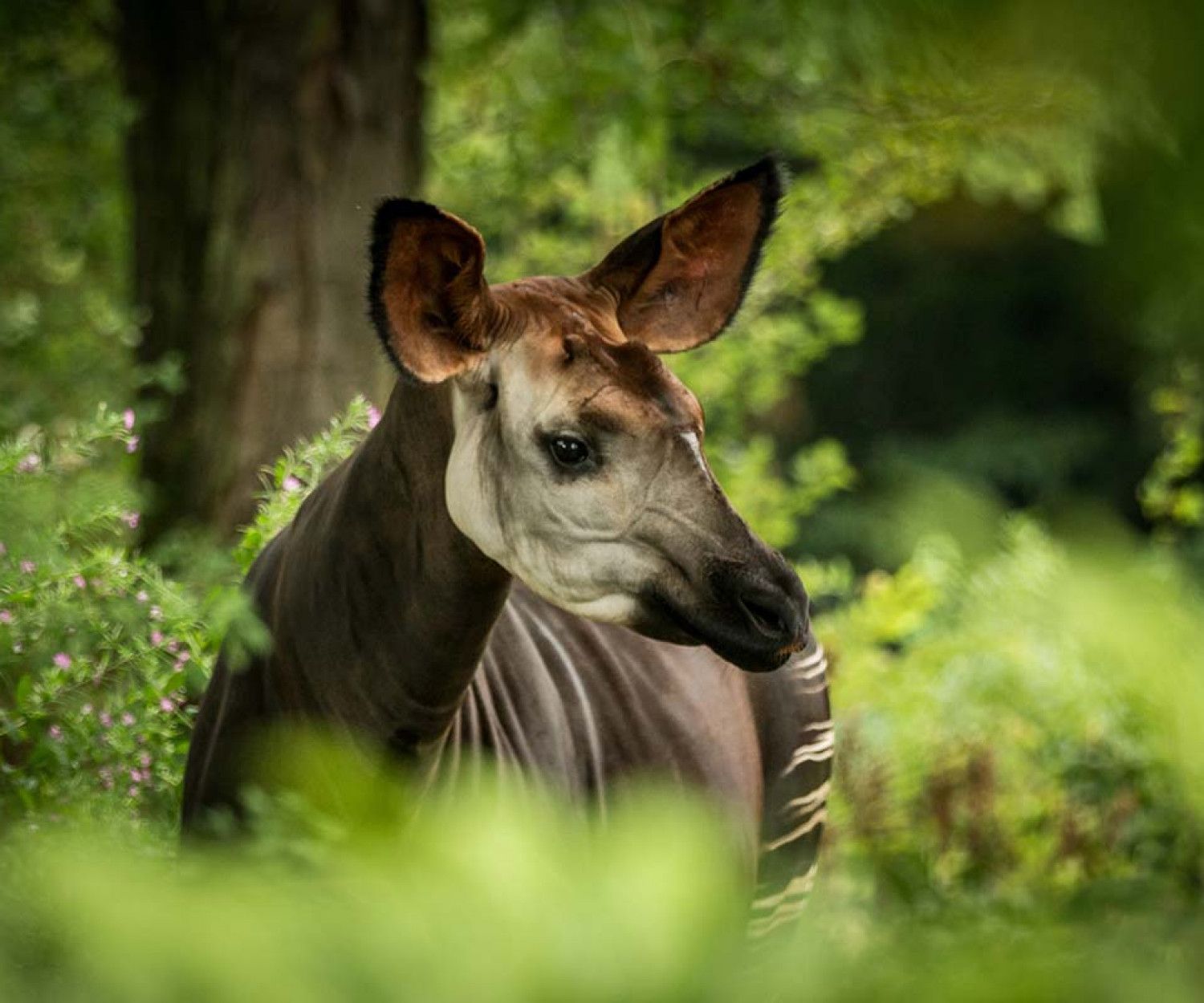 Reseña de El día que Selma soñó con un okapi