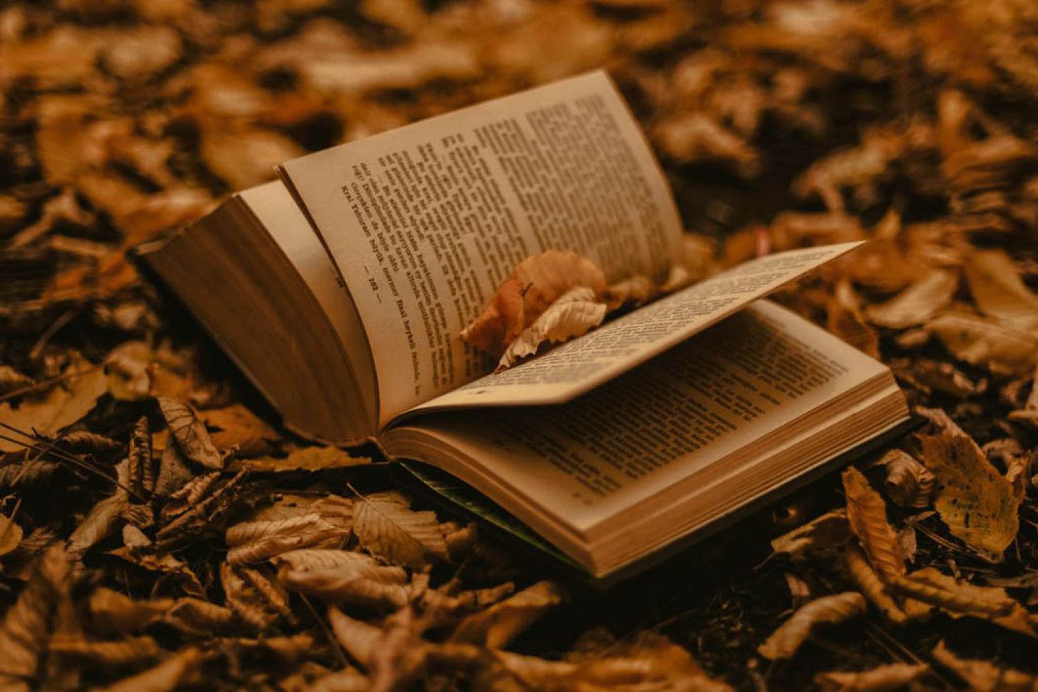 librerías de segunda mano